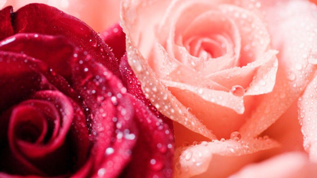 red and pink roses with dew drops