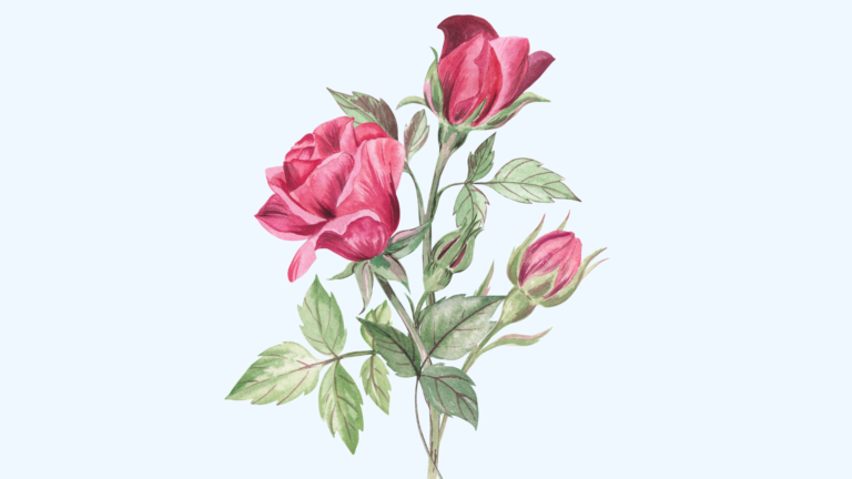 Watercolor-style digital illustration of a blooming pink rose with green leaves and rosebuds, ideal for artists learning how to draw a rose with delicate, layered textures.